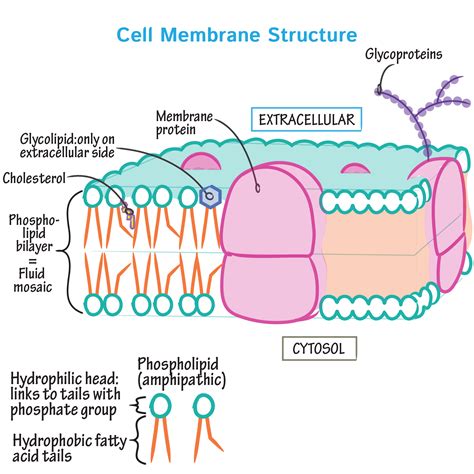 Labelled Diagram Of A Cell Membrane