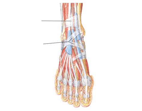 Superior and Inferior Extensor Retinaculum Quiz