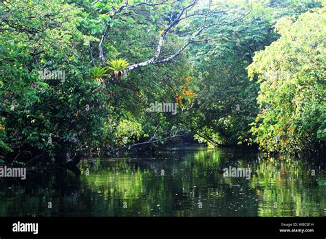 reflective river through rainforest in French Guiana. Trees on top and on sides of a stream ...