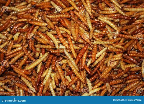 Deep Fried Bugs stock image. Image of thailand, amazing - 3545665