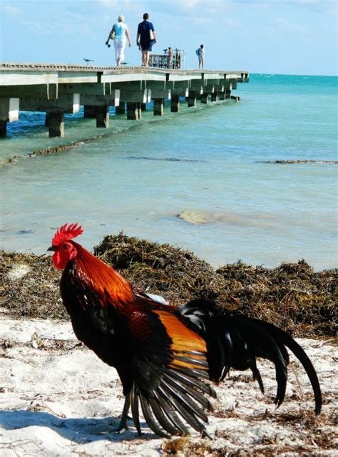 Roosters were all over the place in Key West, even on the beach ...