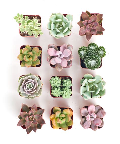 Pastel Mini Succulent Collection – Shop Succulents