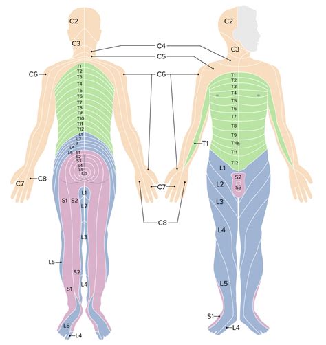 Spinal Cord: Anatomy | Concise Medical Knowledge