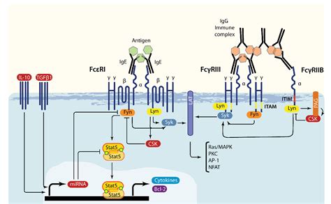 Figure 1 from The Fyn-STAT5 Pathway: A New Frontier in IgE- and IgG ...