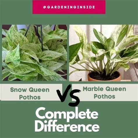 Snow Queen Pothos vs Marble Queen Pothos: Complete Difference