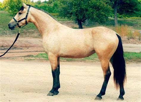 Sport Horse Inspection for All Breeds | Horse breeds, Horses, Buckskin ...