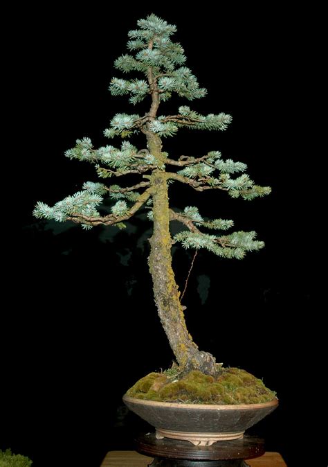 artofbonsai.org • View topic - Conifer Category Entries | Outdoor bonsai tree, Bonsai tree types ...