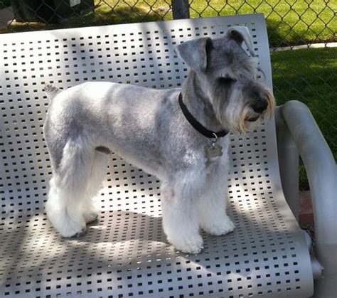 The 25+ best Schnauzer grooming ideas on Pinterest ... | Schnauzer ...