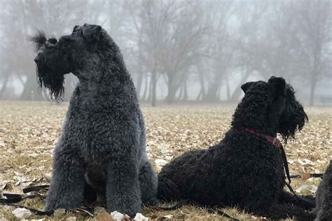 Kerry Blue Terrier Puppies For Sale