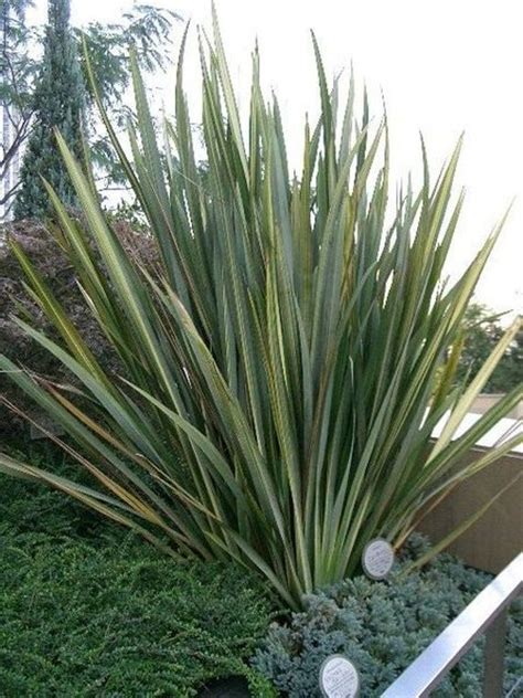 Phormium Tenax Varieties Seed New Zealand Flax Tall Ornamental - Etsy ...