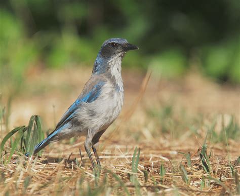 WesternScrubJayp