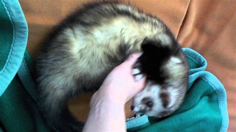 Cute Ferret Wallpaper (72+ images)