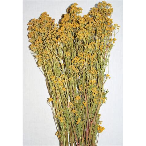 Dried Tansy Flowers - Dried Tansy Bunch