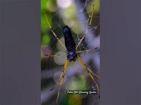 Mating behavior of Spiders!! #courtship #spider #mating #palmspider ...