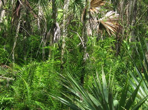 Jungle in Florida | This is a picture I took in the Big Cypr… | Flickr