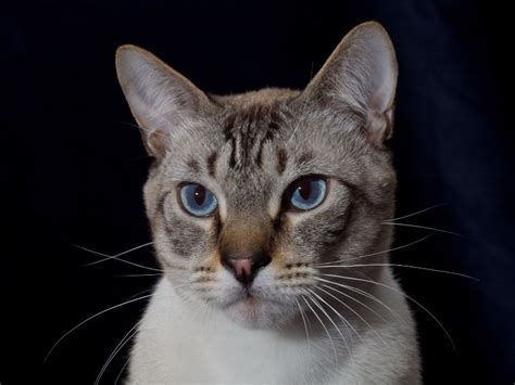 Lynx Point Siamese: Cat Profile, Personality & How To Care