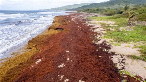 10 Photos of Seaweed Blobs That Will Blow Your Mind - Atlas Obscura