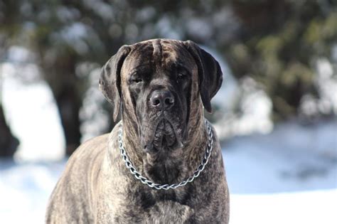 Big American Mastiff Puppy | American mastiff, Mastiff puppies, Mastiffs