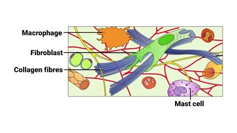 Identify the connective tissue A shown in diagram.BoneCartilageAreolar ...