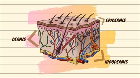 ¿Qué es el sistema tegumentario humano? Estructuras y funciones - Ondas ...