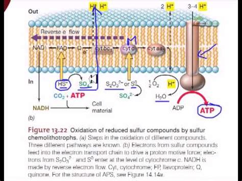 Electron flow in sulfur chemolithotrophic bacteria - YouTube