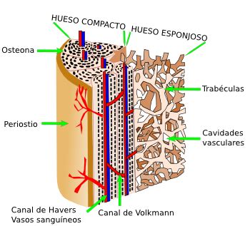 Tejidos animales. Tejido óseo. Atlas de Histología Vegetal y Animal ...