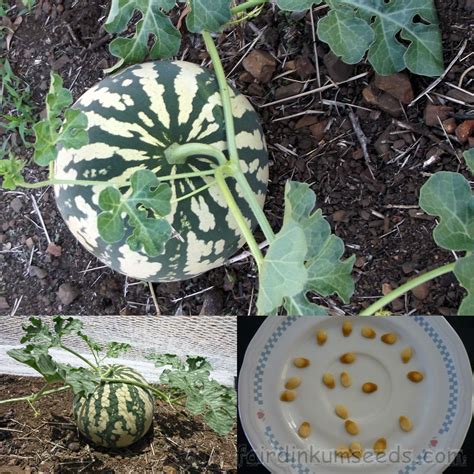 Watermelon Mini Cubban Dixie Queen Citrullus Lanatus Seeds | Fair Dinkum Seeds