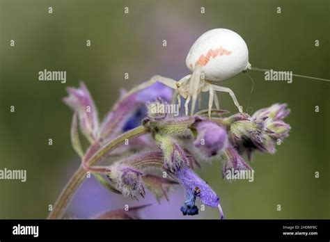 flower crab spider, flower crab spiders Stock Photo - Alamy