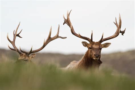 Tule elk at Point Reyes may be killed under controversial plan