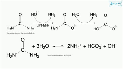 urease - YouTube