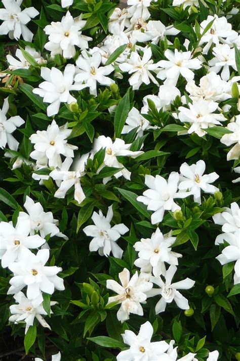 Buy Radicans Creeping Dwarf Gardenia | FREE SHIPPING | Wilson Bros ...