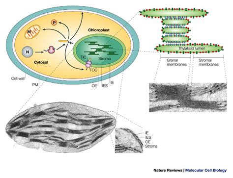 Photosynthesis, Chloroplast | Learn Science at Scitable | Cell, Organic molecules