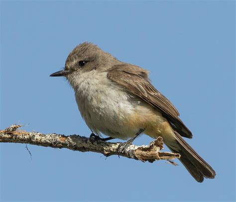 Vermillion Flycatcher Immature Female Photograph by Dee Carpenter ...