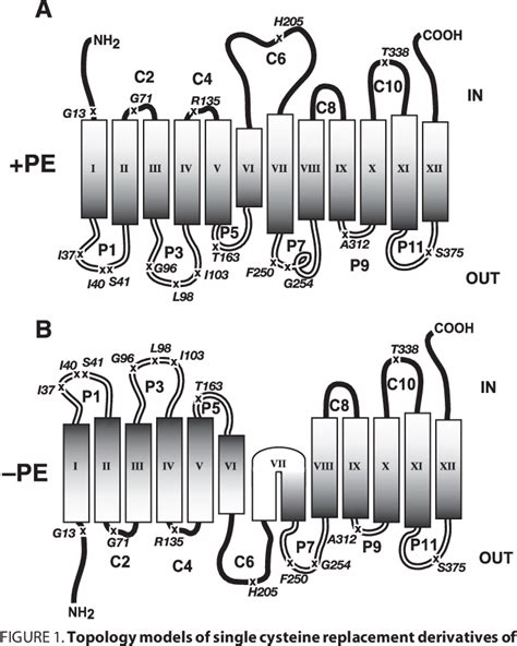 Figure 1 from Phosphatidylethanolamine and Monoglucosyldiacylglycerol Are Interchangeable in ...