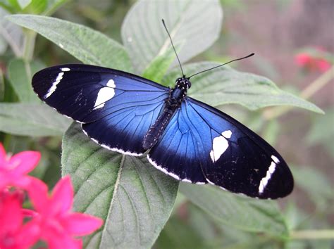 Heliconius Butterfly Works - Ecuador