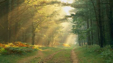 roads, Path, Trail, Tracks, Nature, Landscapes, Trees, Forest, Plants, Leaves, Sunlight, Sunbeam ...