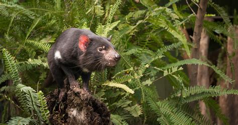 Decline in Tassie devil populations disrupting food chain