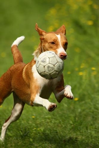 18 best images about Dogs playing soccer on Pinterest | Growing up, Animaux and Football