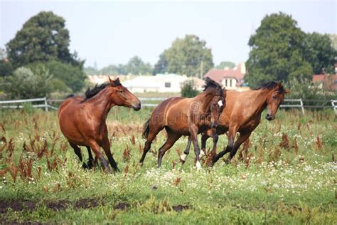 Horse Herd Running Free at the Field Stock Photo - Image of fight, animal: 28683896