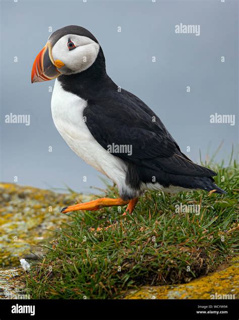 Atlantic Puffins during mating season Stock Photo - Alamy