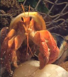 13 Hermit Crab Anatomy ideas | hermit crab, crab, hermit