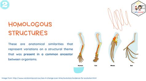 Comparative Anatomy Evolution