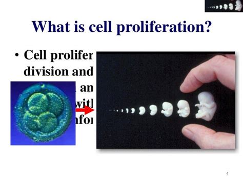 Cell proliferation & differentiation