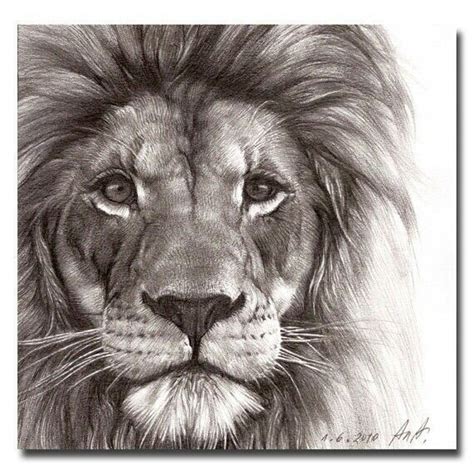 Stunning Lion drawing … | Löwe gesicht zeichnung, Löwe skizze, Löwe zeichnen