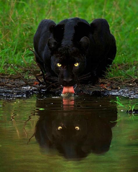 Sign in em 2020 | Gatos selvagens, Fotos de animais selvagens, Animais raros