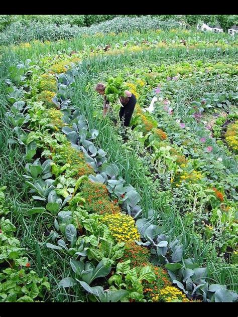 Permaculture Garden | Vegetable garden design, Permaculture gardening ...