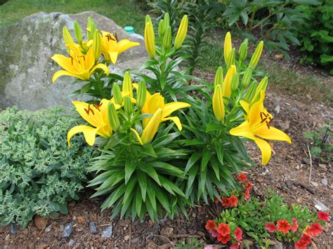 Comparing Oriental Lilies To Asiatic Lilies | What Grows There :: Hugh Conlon, Horticulturalist ...