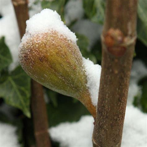 Chicago Cold Hardy Fig Tree | Grow Your Own Figs Even In Colder Zones ...