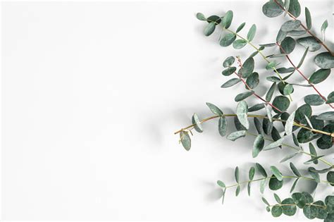 Eucalyptus Leaves On White Background Frame Made Of Eucalyptus Branches Flat Lay Top View Stock ...