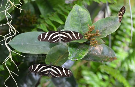 Tropical Butterfly Exhibit | Tucson botanical gardens, Plant leaves ...